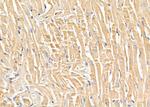 SLC4A7 Antibody in Immunohistochemistry (Paraffin) (IHC (P))