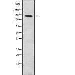 SLC9A10 Antibody in Western Blot (WB)
