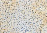 FXYD2 Antibody in Immunohistochemistry (Paraffin) (IHC (P))