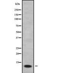 FXYD2 Antibody in Western Blot (WB)