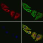 Synaptotagmin 4 Antibody in Immunocytochemistry (ICC/IF)