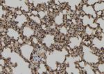 TCEAL2 Antibody in Immunohistochemistry (Paraffin) (IHC (P))