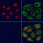 TCEAL5 Antibody in Immunocytochemistry (ICC/IF)