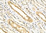 TCEAL5 Antibody in Immunohistochemistry (Paraffin) (IHC (P))