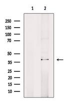 TCF19 Antibody in Western Blot (WB)