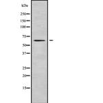 Ubiquilin 2 Antibody in Western Blot (WB)