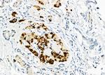 USP16 Antibody in Immunohistochemistry (Paraffin) (IHC (P))