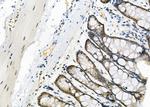 USP16 Antibody in Immunohistochemistry (Paraffin) (IHC (P))