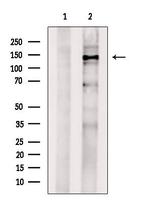 USP31 Antibody in Western Blot (WB)
