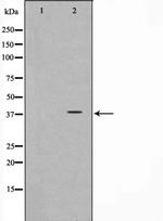 CD226 Antibody in Western Blot (WB)