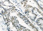 HEXIM1 Antibody in Immunohistochemistry (Paraffin) (IHC (P))