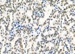 HEXIM1 Antibody in Immunohistochemistry (Paraffin) (IHC (P))