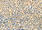 HEXIM1 Antibody in Immunohistochemistry (Paraffin) (IHC (P))