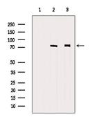 HEXIM1 Antibody in Western Blot (WB)