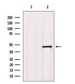 ADRM1 Antibody in Western Blot (WB)