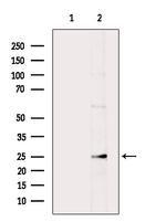 BAK Antibody in Western Blot (WB)