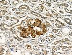 TGF alpha Antibody in Immunohistochemistry (Paraffin) (IHC (P))