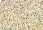 GCP3 Antibody in Immunohistochemistry (Paraffin) (IHC (P))