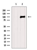 GCP3 Antibody in Western Blot (WB)