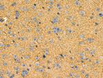 HGK Antibody in Immunohistochemistry (Paraffin) (IHC (P))