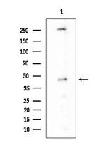 Phospho-GATA1 (Ser310) Antibody in Western Blot (WB)