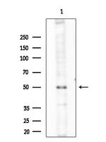 Phospho-GATA1 (Ser310) Antibody in Western Blot (WB)