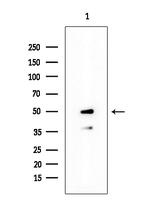 Phospho-GATA1 (Ser310) Antibody in Western Blot (WB)