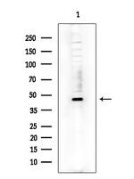 p47phox Antibody in Western Blot (WB)