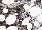 p47phox Antibody in Immunohistochemistry (Paraffin) (IHC (P))