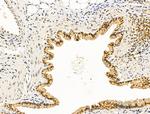 Cyclin A Antibody in Immunohistochemistry (Paraffin) (IHC (P))