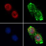 Cyclin A Antibody in Immunocytochemistry (ICC/IF)