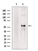 Cyclin A Antibody in Western Blot (WB)