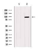 HSPH1 Antibody in Western Blot (WB)