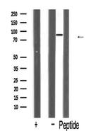 HSPH1 Antibody in Western Blot (WB)