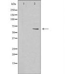 MARCKS Antibody in Western Blot (WB)