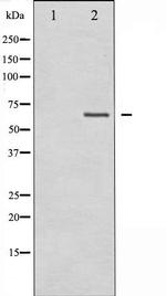 TAK1 Antibody in Western Blot (WB)