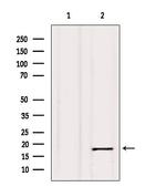 Calmodulin 1/2/3 Antibody in Western Blot (WB)