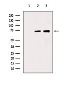 Phospho-SF1 (Ser80, Ser82) Antibody in Western Blot (WB)