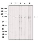 Phospho-C-rel (Ser492, Ser460) Antibody in Western Blot (WB)