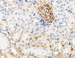 Phospho-MYL2 (Ser15) Antibody in Immunohistochemistry (Paraffin) (IHC (P))