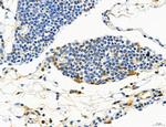 Phospho-MYL2 (Ser15) Antibody in Immunohistochemistry (Paraffin) (IHC (P))