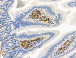 Phospho-MYL2 (Ser15) Antibody in Immunohistochemistry (Paraffin) (IHC (P))