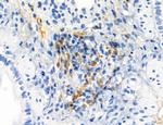 Phospho-MYL2 (Ser15) Antibody in Immunohistochemistry (Paraffin) (IHC (P))