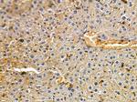 PLA1A Antibody in Immunohistochemistry (Paraffin) (IHC (P))