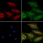 RAB11FIP4 Antibody in Immunocytochemistry (ICC/IF)