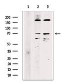 RAB11FIP4 Antibody in Western Blot (WB)