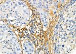 VN1R3 Antibody in Immunohistochemistry (Paraffin) (IHC (P))