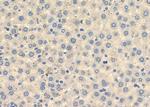 HTR3D Antibody in Immunohistochemistry (Paraffin) (IHC (P))