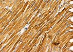 TAS2R50 Antibody in Immunohistochemistry (Paraffin) (IHC (P))