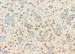 TAS2R50 Antibody in Immunohistochemistry (Paraffin) (IHC (P))